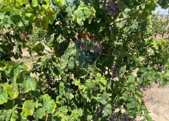 Giardino - Terreno edificabile Via Veneto, Vittoria - foto 16