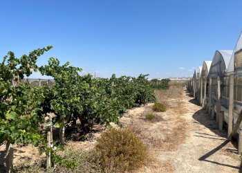 Giardino - Terreno edificabile Via Veneto, Vittoria - foto 17