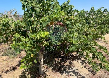 Giardino - Terreno edificabile Via Veneto, Vittoria - foto 18