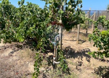 Giardino - Terreno edificabile Via Veneto, Vittoria - foto 21