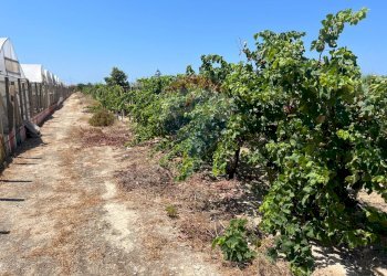 Giardino - Terreno edificabile Via Veneto, Vittoria - foto 22