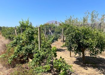 Giardino - Terreno edificabile Via Veneto, Vittoria - foto 23