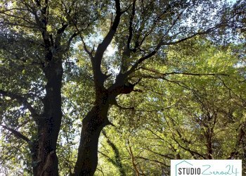 Foto 22 - Casa semi indipendente Amelia - foto 22