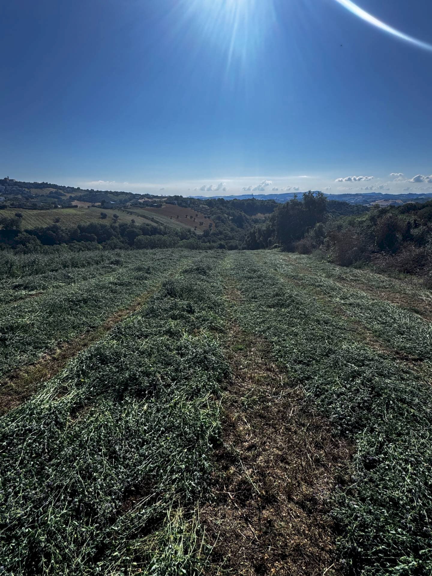 Foto 1 - Terreno agricolo contrada Montamboni, Montegiorgio - foto 1