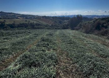 Foto 1 - Terreno agricolo contrada Montamboni, Montegiorgio - foto 1