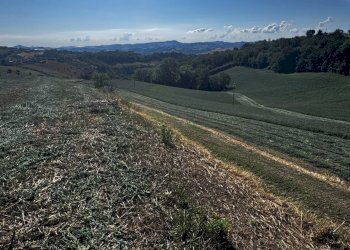 Foto 2 - Terreno agricolo contrada Montamboni, Montegiorgio - foto 2
