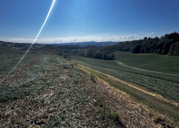 Foto 3 - Terreno agricolo contrada Montamboni, Montegiorgio - foto 3