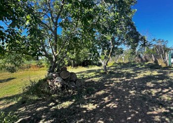 Foto 5 - Terreno agricolo contrada Montamboni, Montegiorgio - foto 5