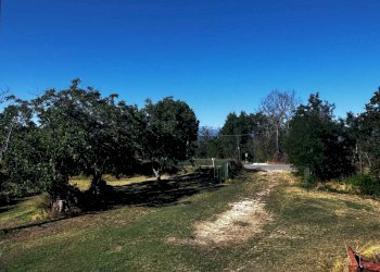 Foto 12 - Terreno agricolo contrada Montamboni, Montegiorgio - foto 12