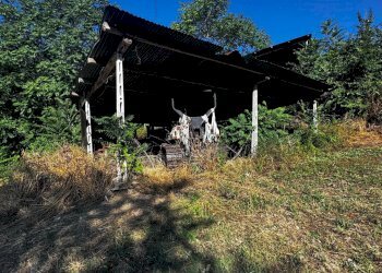 Foto 17 - Terreno agricolo contrada Montamboni, Montegiorgio - foto 17