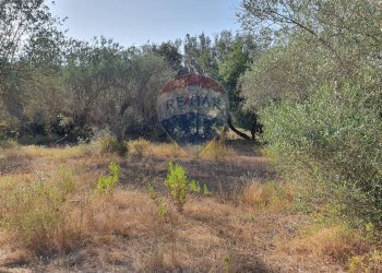 Giardino - Terreno agricolo Contrada Molara
 
snc, Caltagirone - foto 4