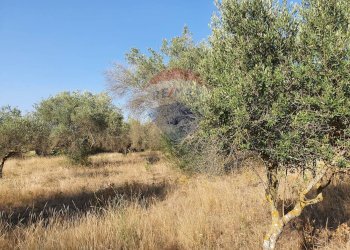 Vista delle montagne - Terreno agricolo Contrada Molara
 
snc, Caltagirone - foto 6