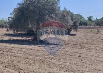 Non correlato - Terreno agricolo contrada ianche
 
sn, Caltagirone - foto 11