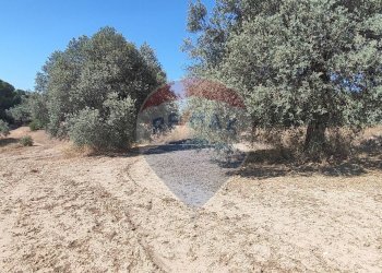 Giardino - Terreno agricolo contrada ianche
 
sn, Caltagirone - foto 16