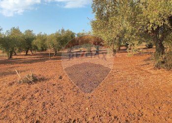 Giardino - Villa CONTRADA COSTA BAIRA
 
16, Caltagirone - foto 40
