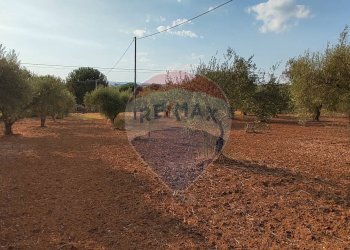 Giardino - Villa CONTRADA COSTA BAIRA
 
16, Caltagirone - foto 41