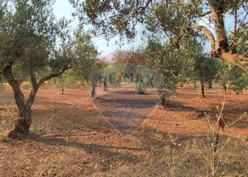 Giardino - Villa CONTRADA COSTA BAIRA
 
16, Caltagirone - foto 42