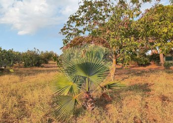 Giardino - Villa contrada costabaira
 
18, Caltagirone - foto 32