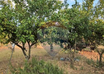 Giardino - Villa contrada costabaira
 
18, Caltagirone - foto 43