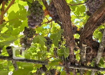 Villa Michelangelo Buonarroti, Olbia - foto 35