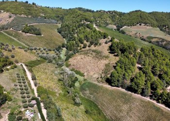Foto 5 - Terreno agricolo contrada san salvatore
 
snc, Ripatransone - foto 5