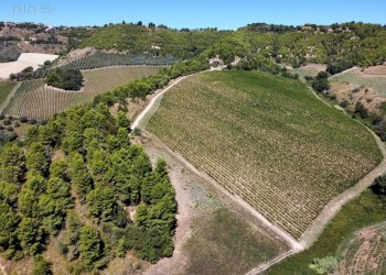 Foto 6 - Terreno agricolo contrada san salvatore
 
snc, Ripatransone - foto 6