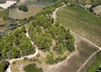 Foto 11 - Terreno agricolo contrada san salvatore
 
snc, Ripatransone - foto 11