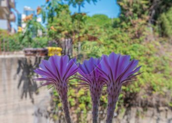 Dettagli - Quadrilocale Via Angelo Alberghina
 
6, Caltagirone - foto 23