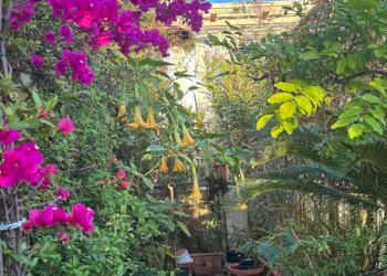 patio - Trilocale vicolo Savelli, 20, Roma (zona Centro Storico) - foto 16