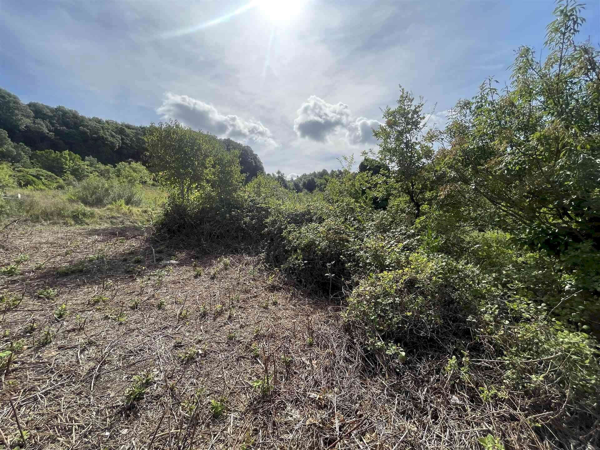 Terreno agricolo Rosignano Marittimo - foto 3