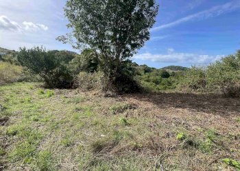 Terreno agricolo Rosignano Marittimo - foto 2