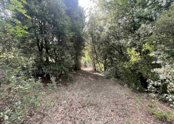 Terreno agricolo Rosignano Marittimo - foto 6