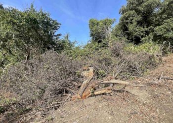 Terreno agricolo Rosignano Marittimo - foto 7