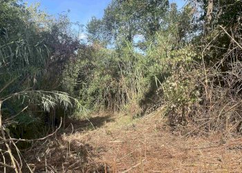 Terreno agricolo Rosignano Marittimo - foto 8