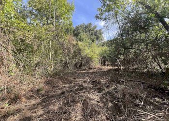 Terreno agricolo Rosignano Marittimo - foto 9