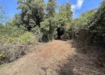 Terreno agricolo Rosignano Marittimo - foto 11