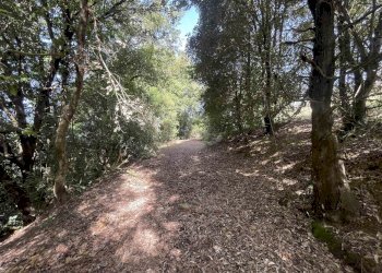 Terreno agricolo Rosignano Marittimo - foto 12