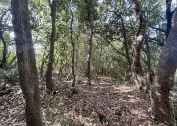 Terreno agricolo Rosignano Marittimo - foto 13