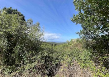 Terreno agricolo Rosignano Marittimo - foto 16