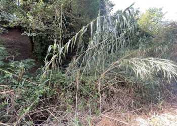 Terreno agricolo Rosignano Marittimo - foto 19