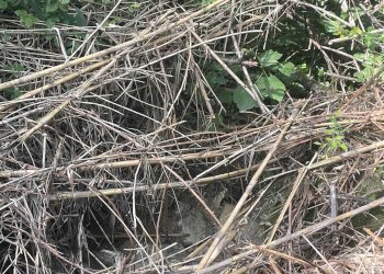 Terreno agricolo Rosignano Marittimo - foto 20