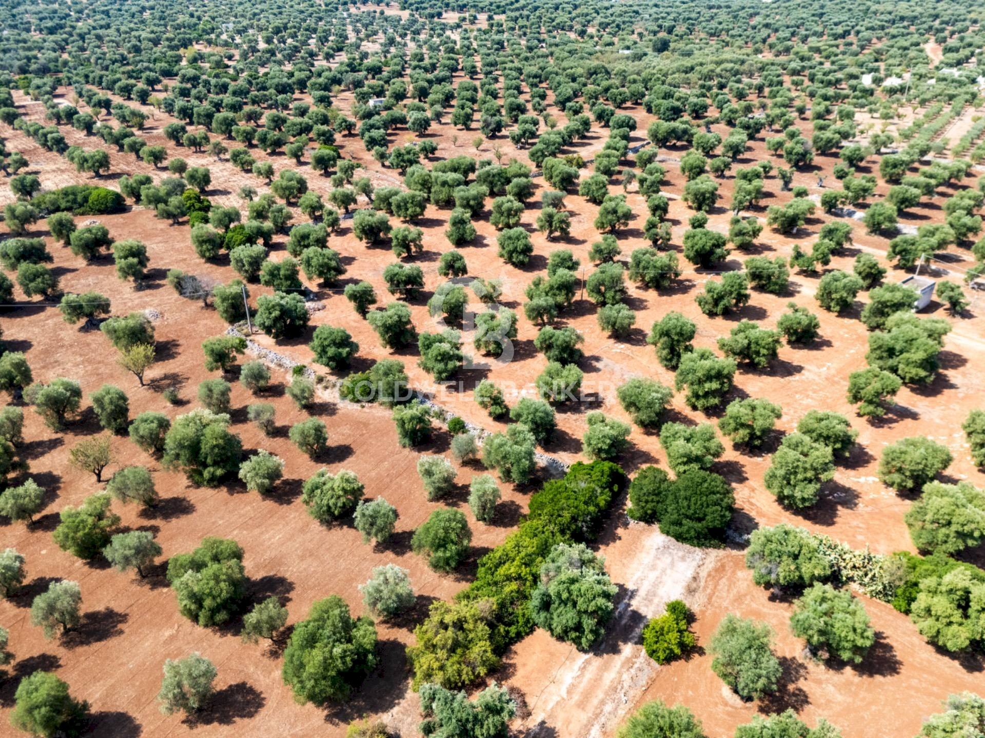 Foto 1 - Agricultural land Contrada Santa Varva
 
sn, Ostuni - photo 1