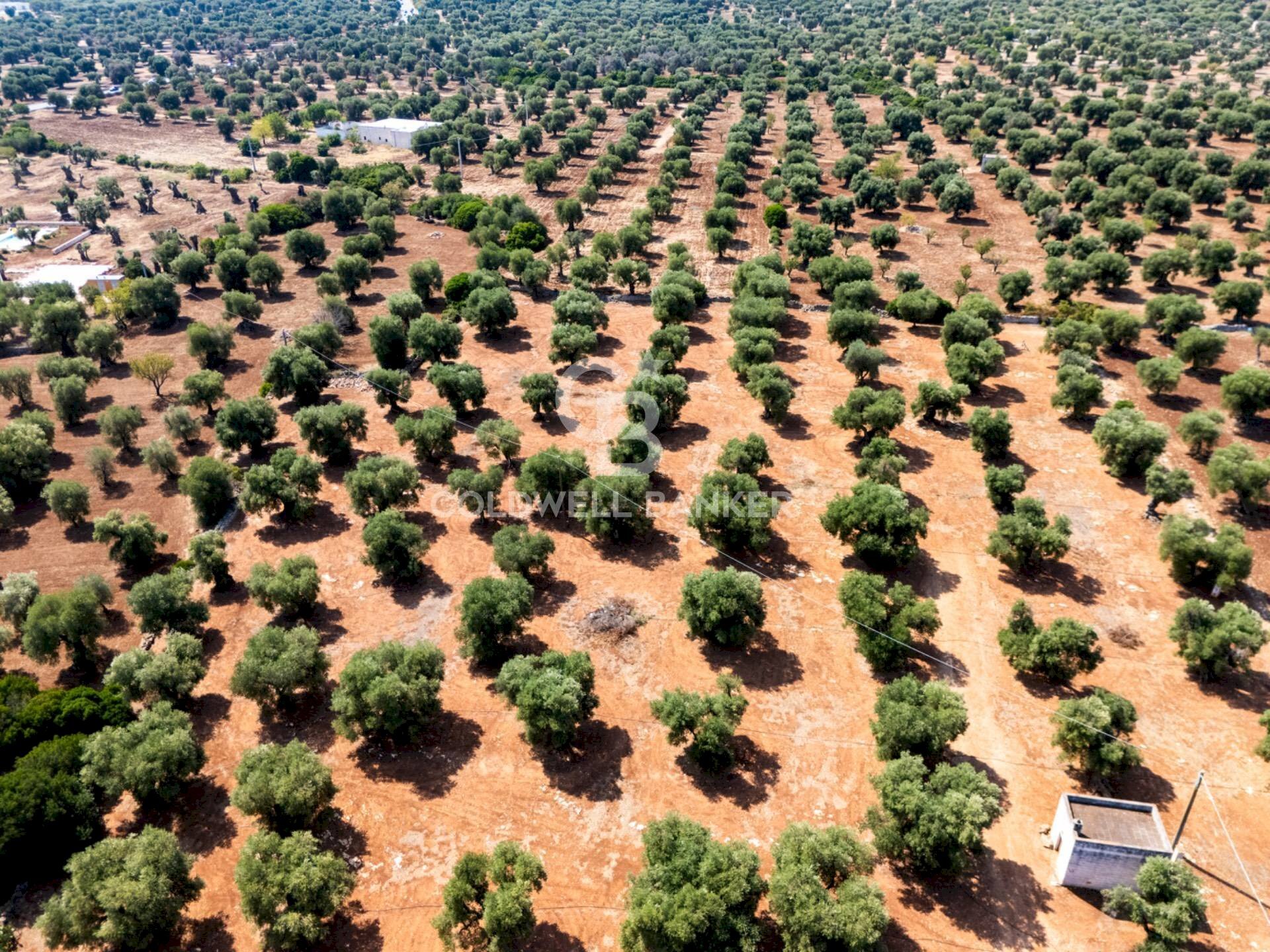 Foto 2 - Agricultural land Contrada Santa Varva
 
sn, Ostuni - photo 2