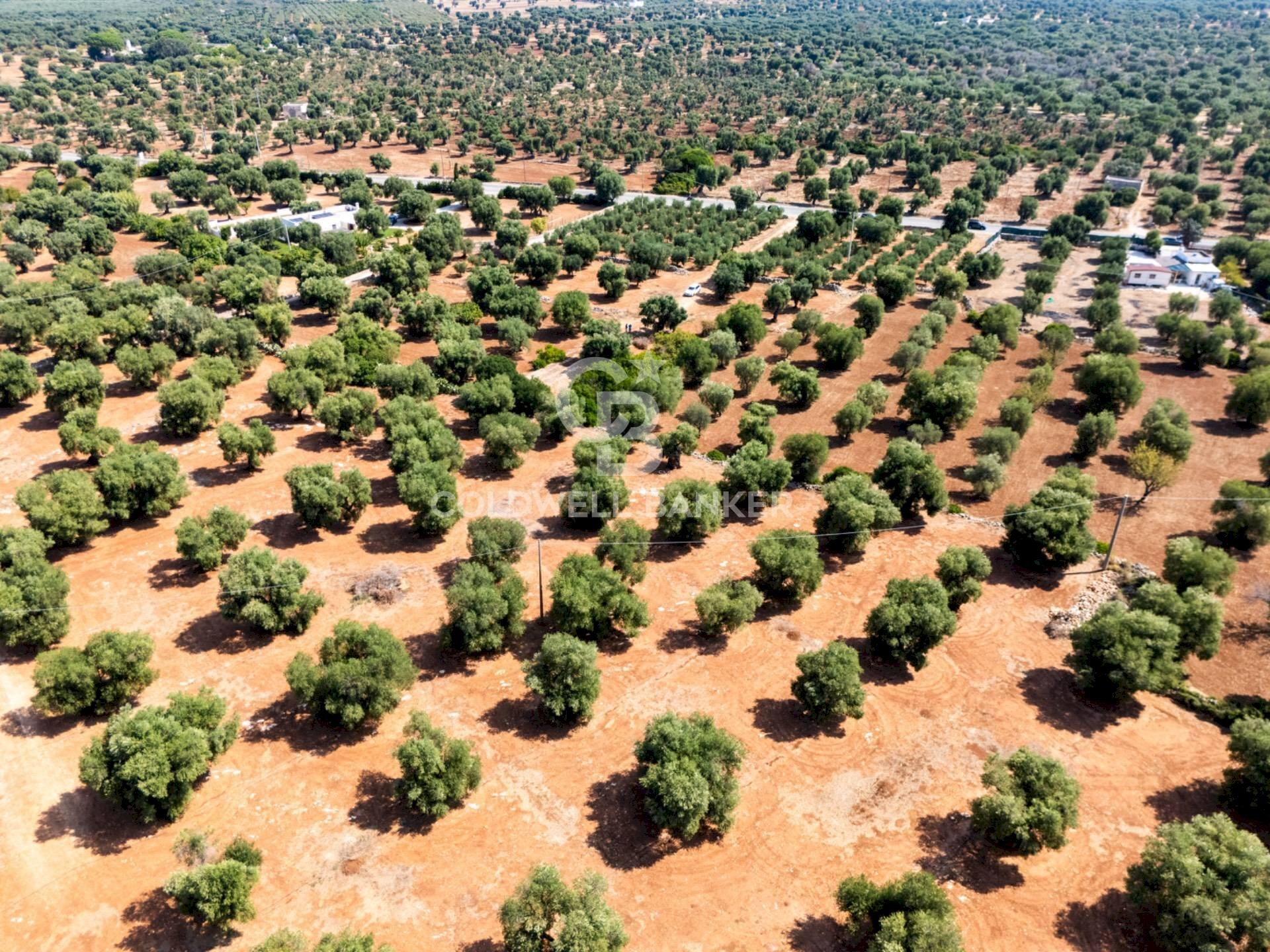 Foto 3 - Agricultural land Contrada Santa Varva
 
sn, Ostuni - photo 3