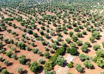 Foto 7 - Agricultural land Contrada Santa Varva
 
sn, Ostuni - photo 7