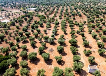Foto 8 - Agricultural land Contrada Santa Varva
 
sn, Ostuni - photo 8