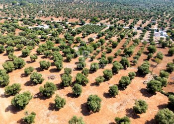 Foto 9 - Agricultural land Contrada Santa Varva
 
sn, Ostuni - photo 9