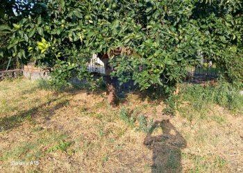 Giardino - Casa indipendente via albero san filippo
 
sn, Piedimonte Etneo - foto 2