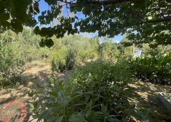 Foto 17 - Casa indipendente strada torre moresca, Latina - foto 17