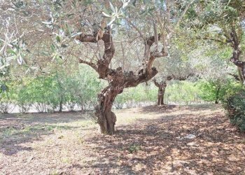 Foto 32 - Villa Contrada Materna
 
1, Collecorvino - foto 32